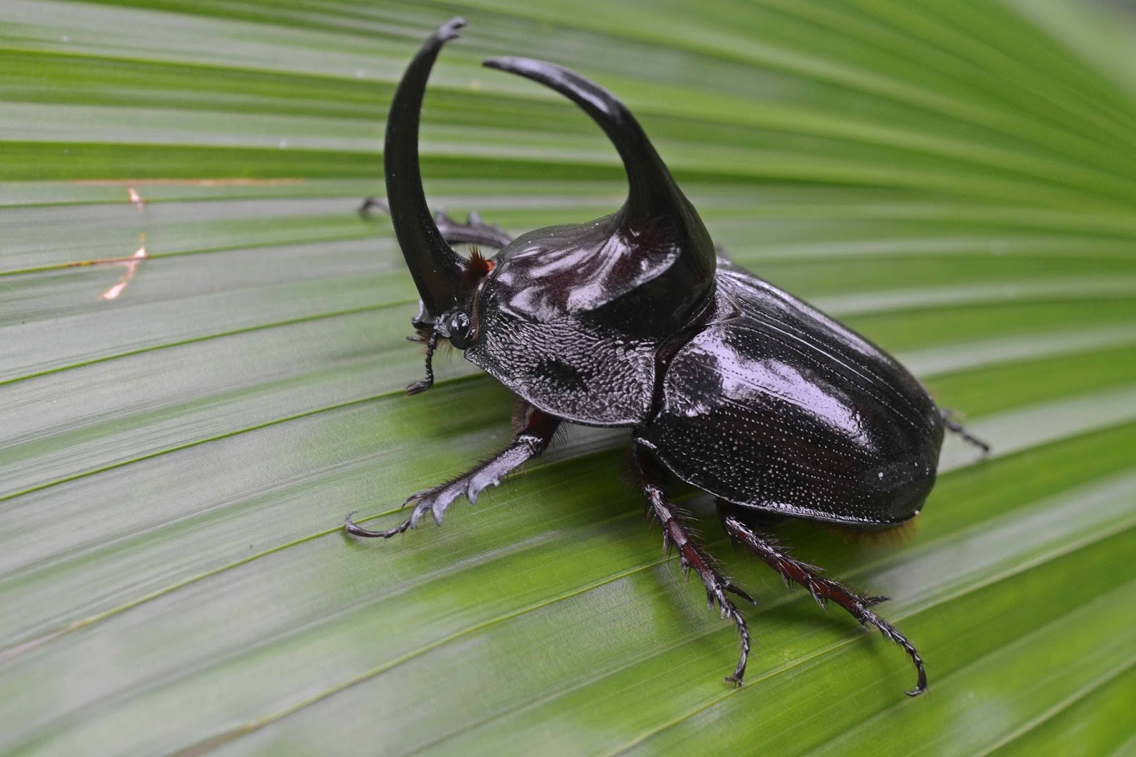 Dedetizadora no Pacaembu