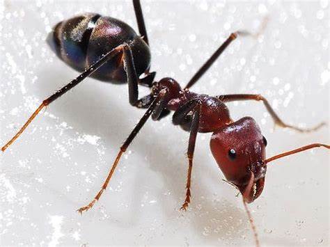 Dedetizadora no Real Parque