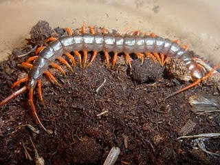 Dedetizadora no Real Parque