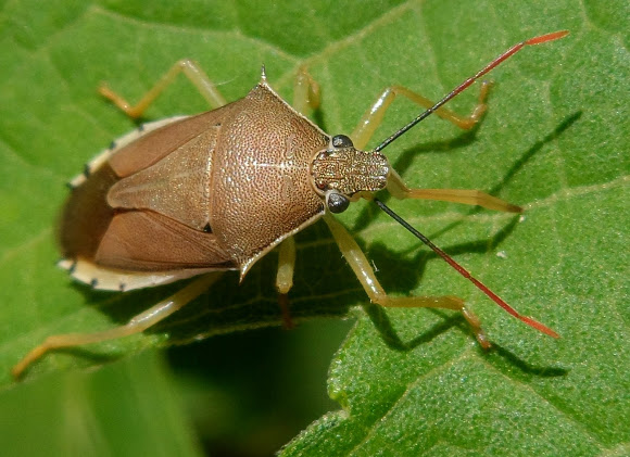 Dedetizadora no Real Parque