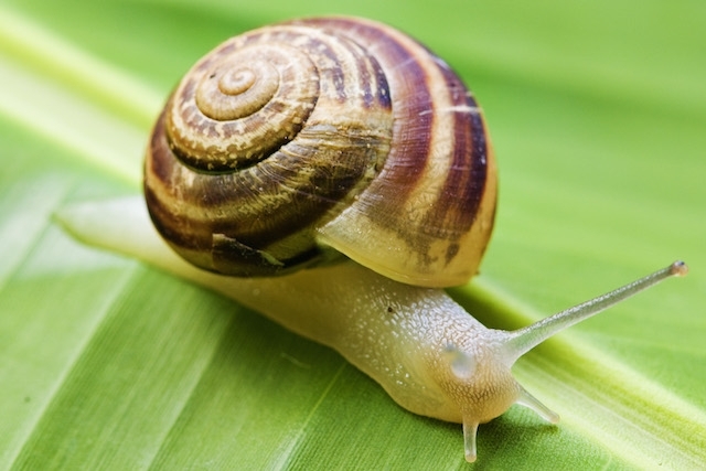 Dedetizadora no Real Parque