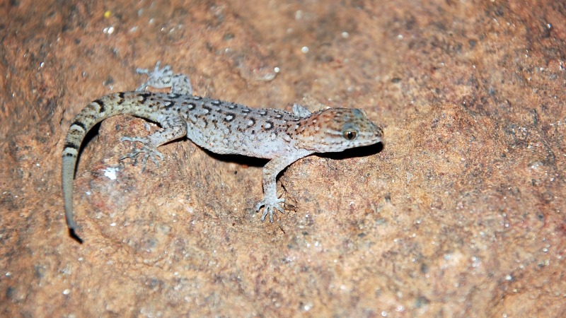 Dedetizadora no Real Parque