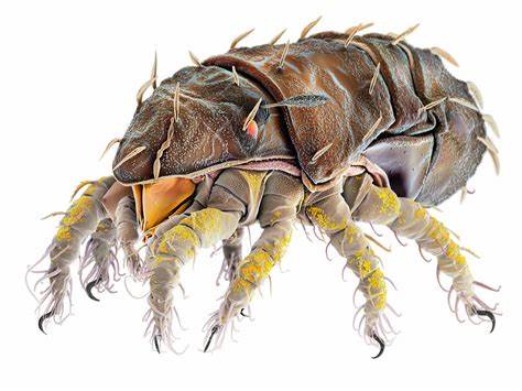 Dedetizadora no Real Parque