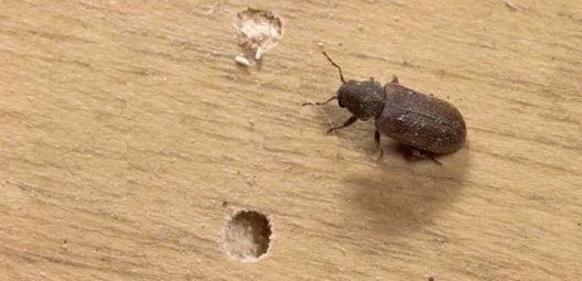 Dedetizadora no Real Parque