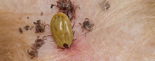 Dedetizadora no Real Parque