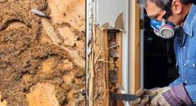 Dedetizadora no Real Parque