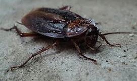 Dedetizadora no Pacaembu